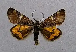 Orange underwing Archiearis parthenias Geometridae: Archiearinae