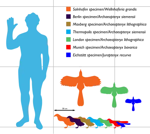 Archaeopteryx sizes ranging between about 25 and 50 cm long and between 25 and 60 cm in wingspan