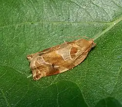 Moth, female