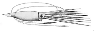 #34 (?/12/1874), J. H. Emerton's reconstruction of Architeuthis princeps, based chiefly on the Fortune Bay specimen, also known as Verrill specimen No. 13 (Verrill, 1881b:pl. 54 fig. 1). Identified as a drawing of the Catalina specimen (#42) in Richard Ellis's The Search for the Giant Squid.