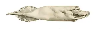 #68 (18/7/1895), Mantle measuring 46 cm originally recovered from sperm whale vomit, from a 1900 work by Louis Joubin (Joubin, 1900:pl. 15 fig. 8). This specimen is the holotype of Dubioteuthis physeteris.