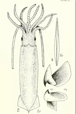 #47 (23/5/1879), Holotype of Thomas William Kirk's Steenstrupia stockii, from the type description (Kirk, 1882:pl. 36 figs. 2–4)