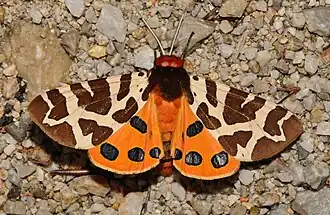 Most butterflies fly by day, most moths by night: but Arctia caja is day-flying.