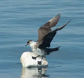immature in India