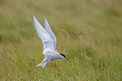 hovering with food over nest