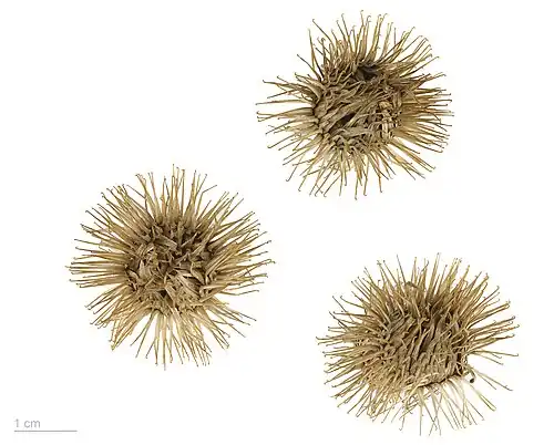 Burrs close-up