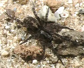 female A. japonica