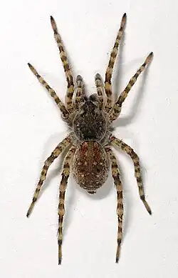 A. cinerea