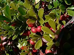 Reddish berries growing among thick, green, paddle-shaped leaves.