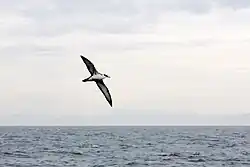 Great shearwater, off Bermeo, Bilbao