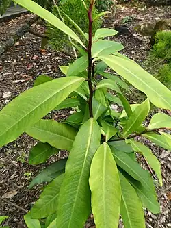 Habit, at Cairns Botanic Gardens