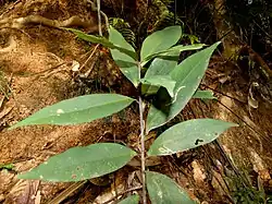 Foliage