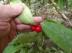 With fruit in Mossman Gorge
