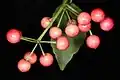 Ardisia crenata fruits