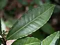 Crenate leaf margins