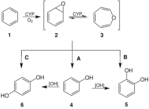 Formation and selected reactions of benzene oxide (2) and oxepin (3)