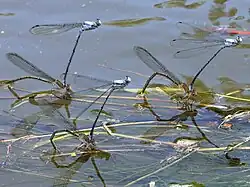 ovipositing