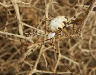 A. ahngeri