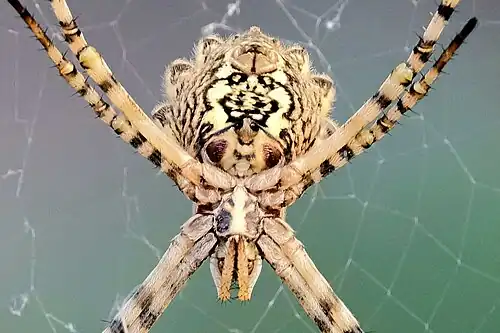 Ventral view