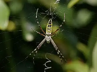 A. bruennichi