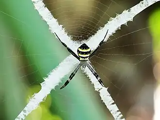 St Andrew's cross spider (A. keyserlingi) from Australia