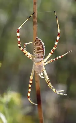 Juvenile