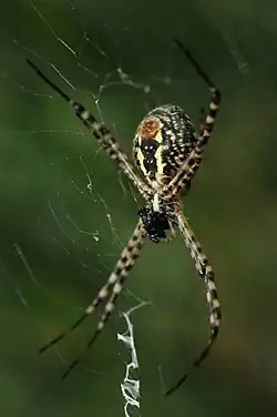 Female in web