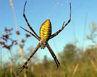 Female
