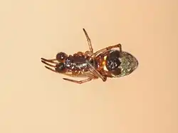 male
