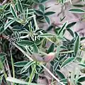 Trifoliate leaves