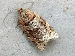 Top view of agyrotaenia ijungiana