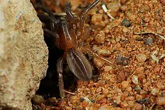 female