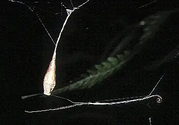 A. cylindrogaster with eggsac from Okinawa, Japan