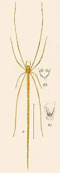Ariamnes sp.