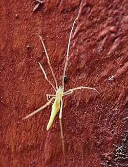 A. waikula