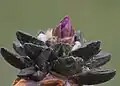 Side view of plant