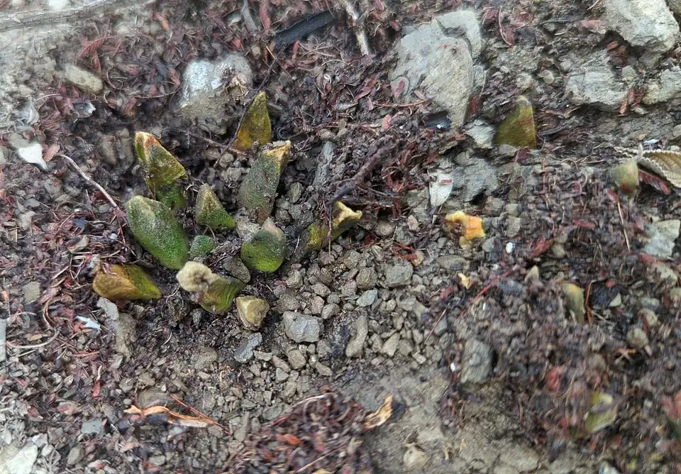 Habitat in Las Kanjadas, Nuevo Leon, Mexico