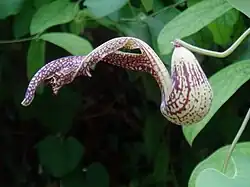 Aristolochia gibertii