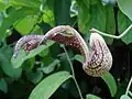 Aristolochia gibertii
