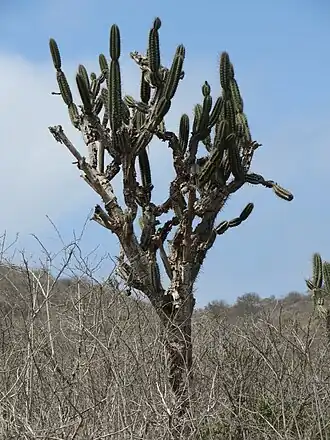 Plant in Montecristi, Ecuador
