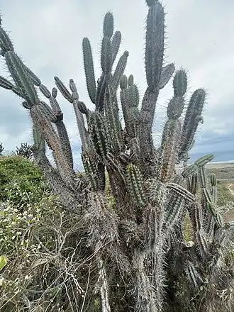 Habitat in Salinas, Ecuador