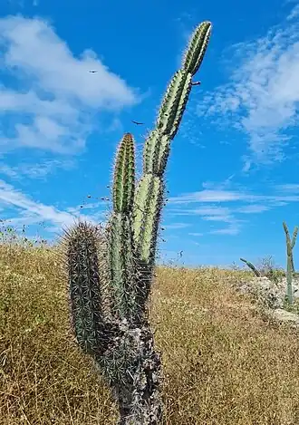 Plant growing in Salinas, Ecuador