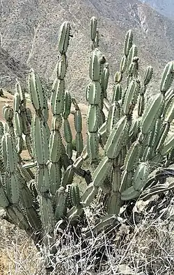 Plant in Guacapungo, Peru