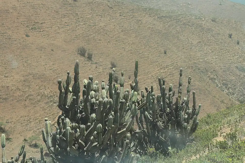 Habitat in Atiquipa, Peru