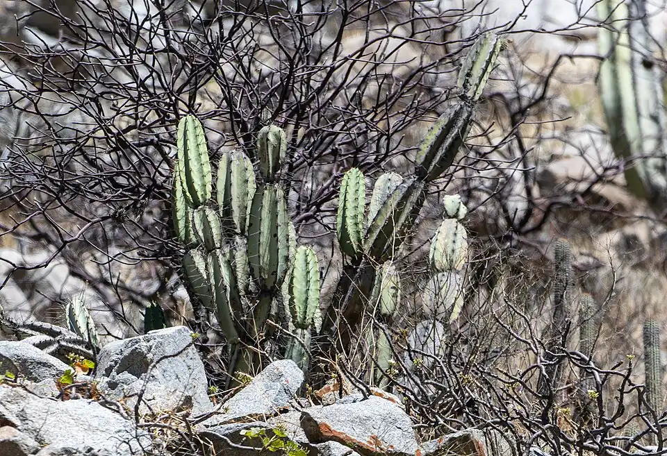 Plant growing in Cullahuasi, Peru