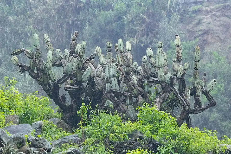 Habitat in Surco, Peru