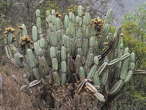 Habitat in San José, Peru