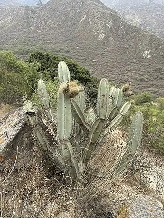 Plant growing in San José, Peru