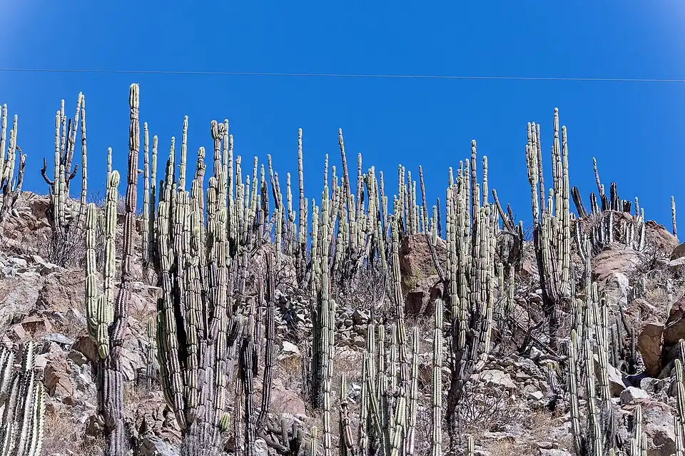 Habitat in Cullahuasi, Peru