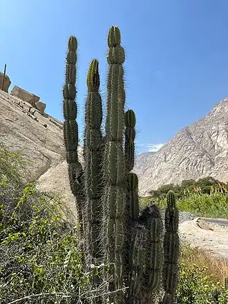 Plant growing in Ancash, Peru